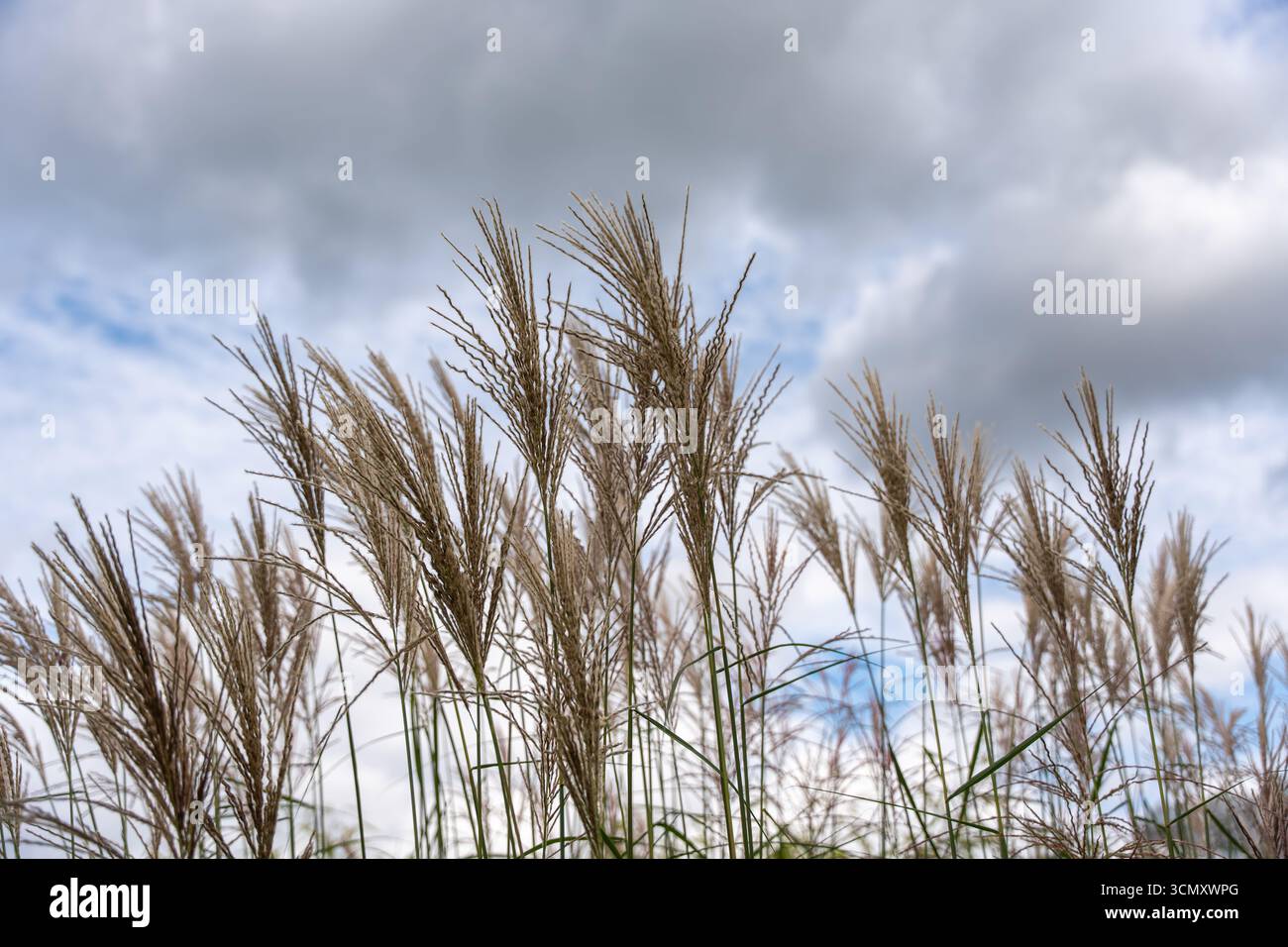 Slender grasses create hi-res stock photography and images - Alamy