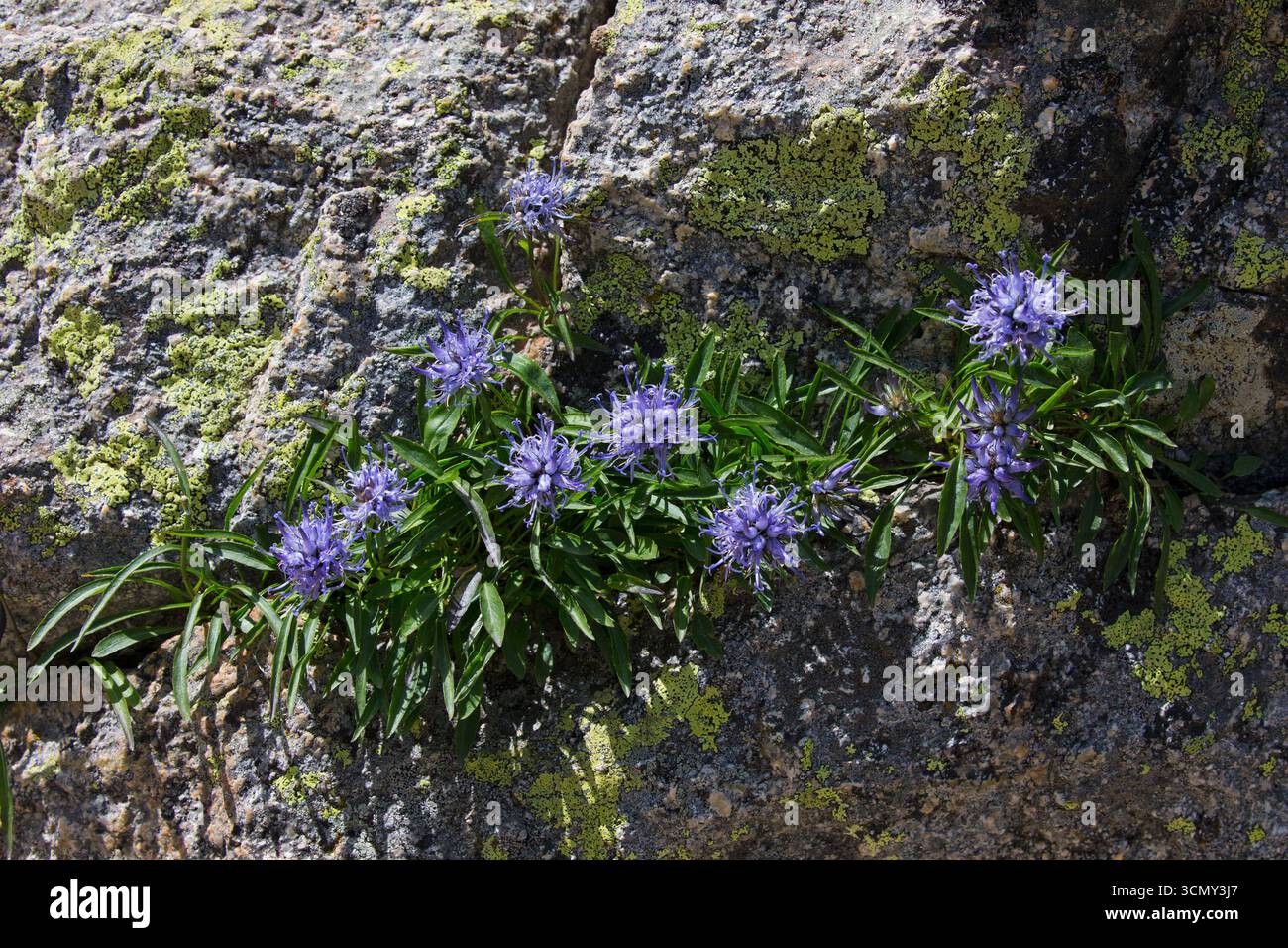 Horned rampion Phyteuma serratum growing in a rock crevice near Lac de ...