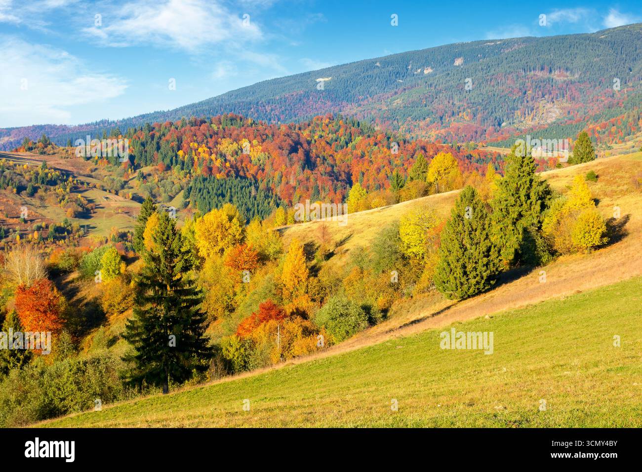 autumn mountain landscape in the afternoon. beautiful countryside in highlands of ukraine with rural fields and colorful deciduous trees. rolling hill Stock Photo