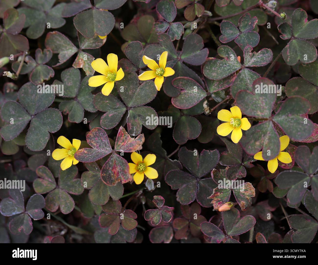 Creeping Woodsorrel Procumbent Yellow Sorrel Or Sleeping Beauty 