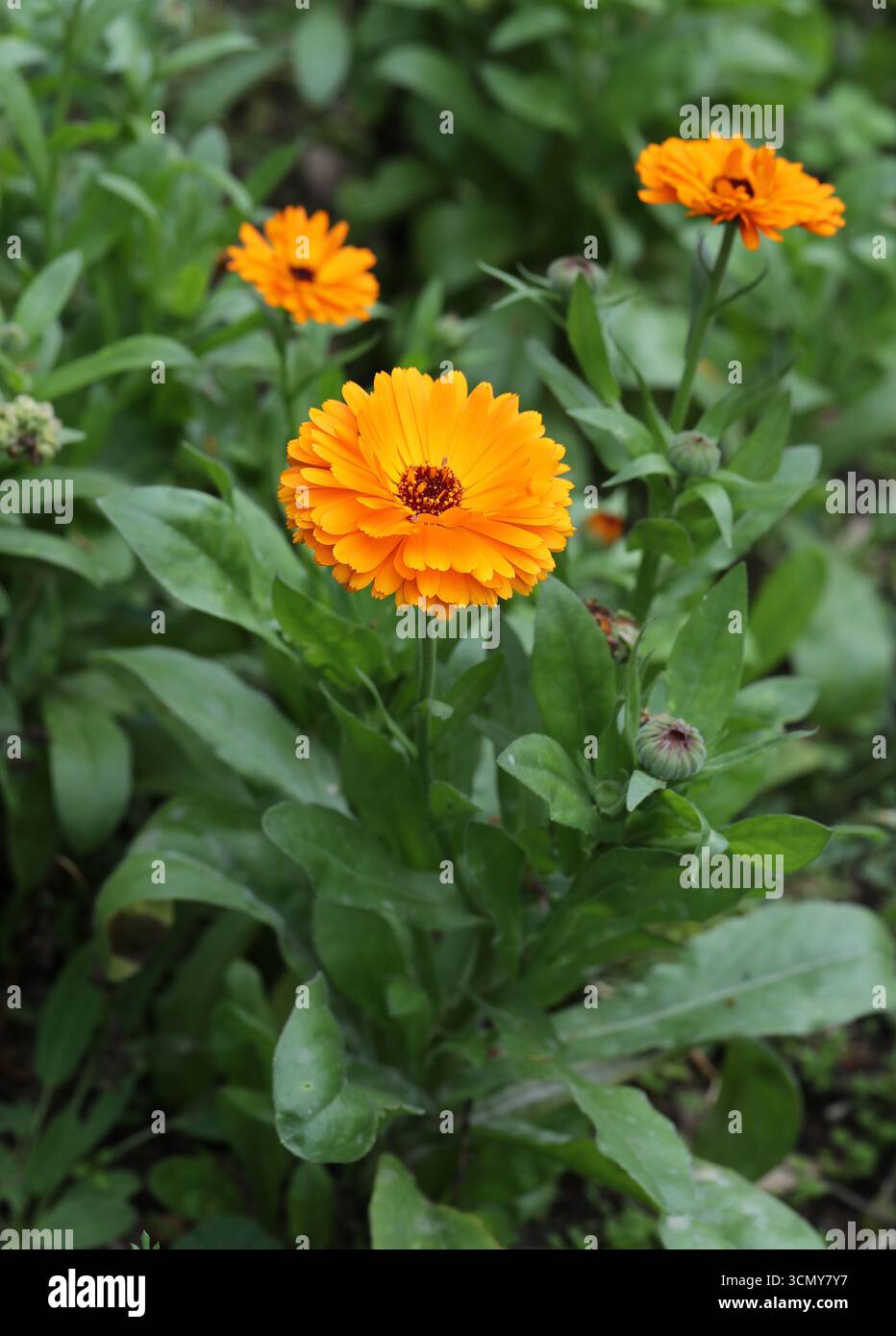 Pot Marigold, Mary's Gold, Common Marigold, Scotch Marigold or Ruddles, Calendula officinalis, Asteraceae. UK. Stock Photo