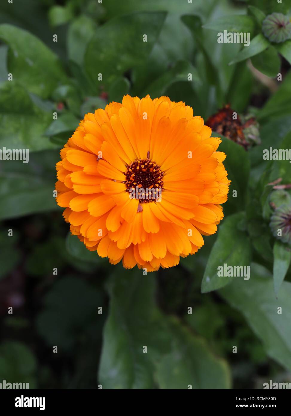 Pot Marigold, Mary's Gold, Common Marigold, Scotch Marigold or Ruddles, Calendula officinalis, Asteraceae. UK. Stock Photo