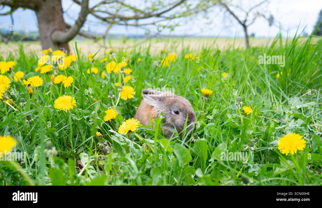 Domestic Rabbit On A Spring Meadow With Fresh Green Grass And Dandelion ...