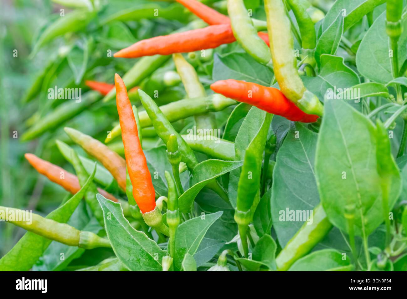 Chili Peppers Growing on the Plant Stock Photo - Alamy