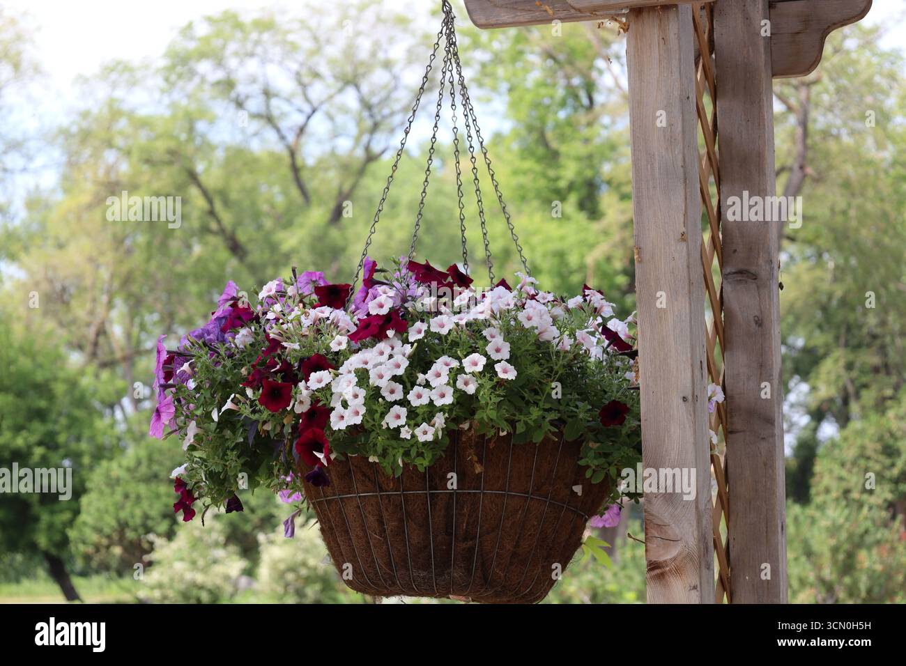 Trellis with hanging basket hi-res stock photography and images - Alamy