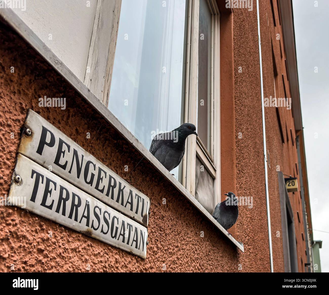 Two domestic pigeons on a windowsill in Pengerkatu on a cloudy September day. - Smartphone Captured Stock Image