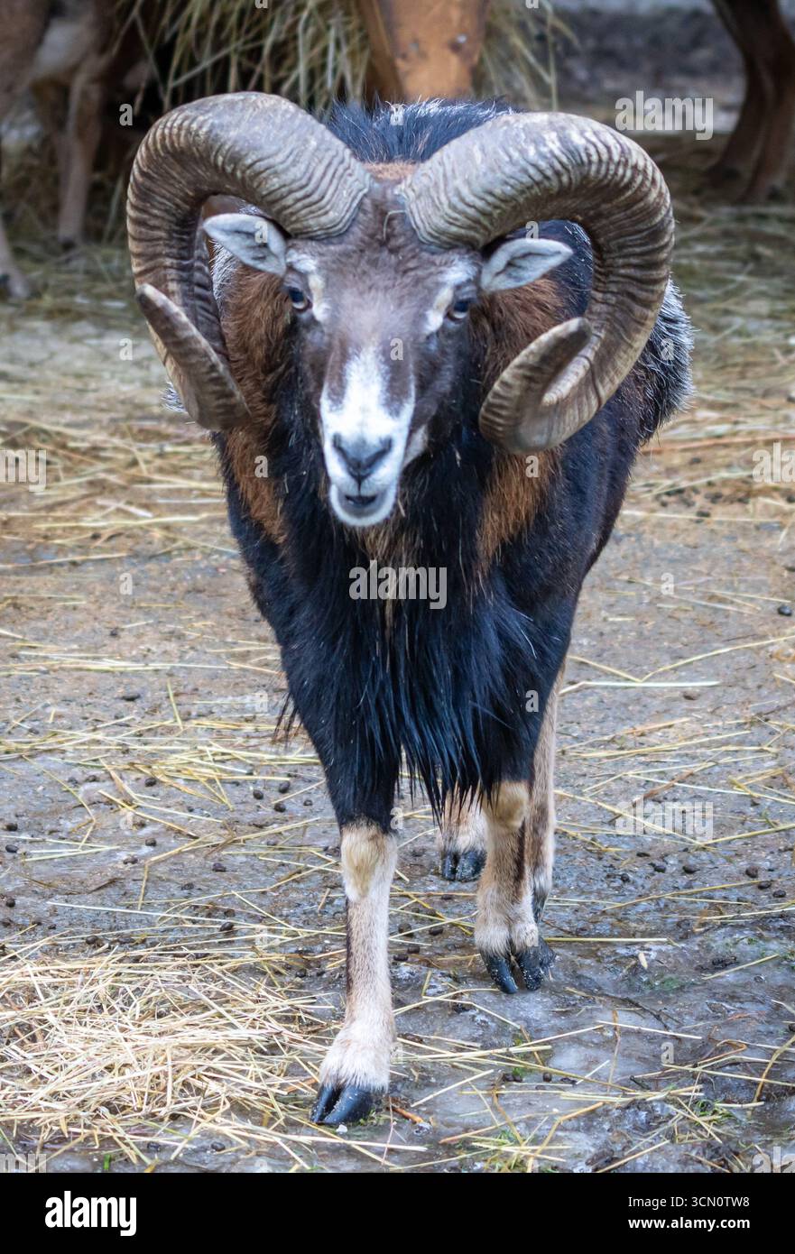 Long curved horns hi-res stock photography and images - Alamy