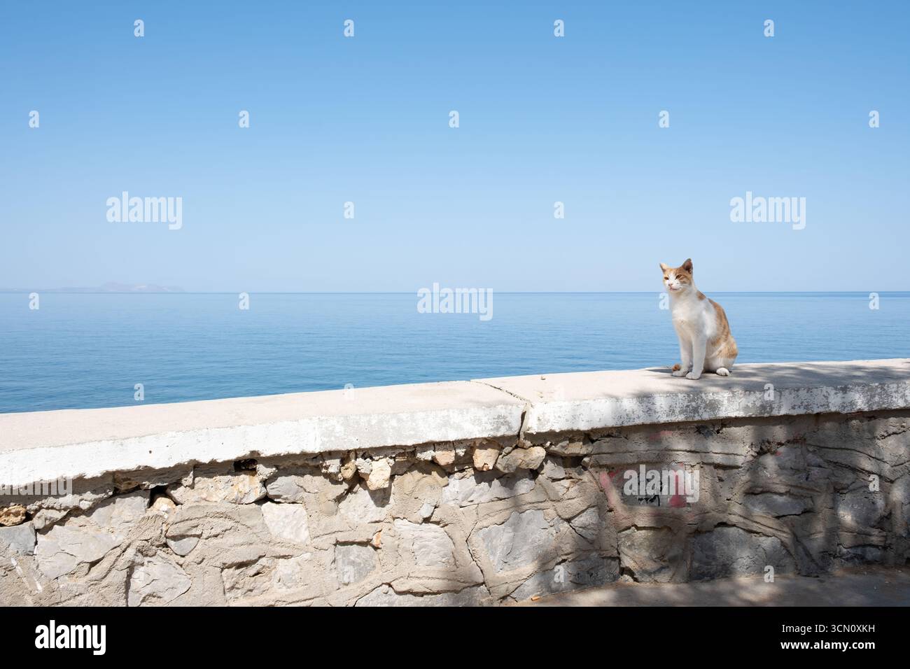 Rethymno, Crete. A white and orange feral cat resting on a sea wall in shade from hot sunshine. The Bay of Rethymnon is shown in the background Stock Photo
