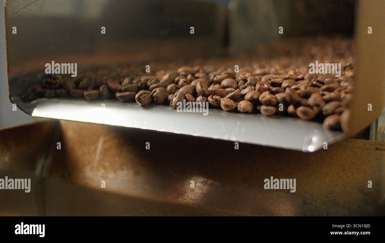 Close up falling flowing hot natural eco roasted coffee beans fall from ...