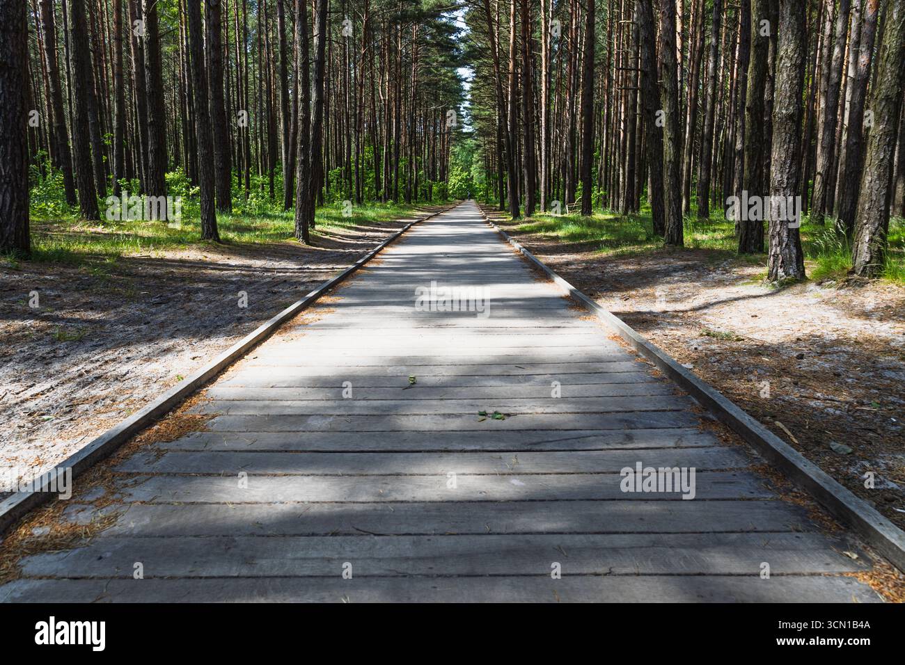 Forest path tall trees sunlight hi-res stock photography and images - Alamy
