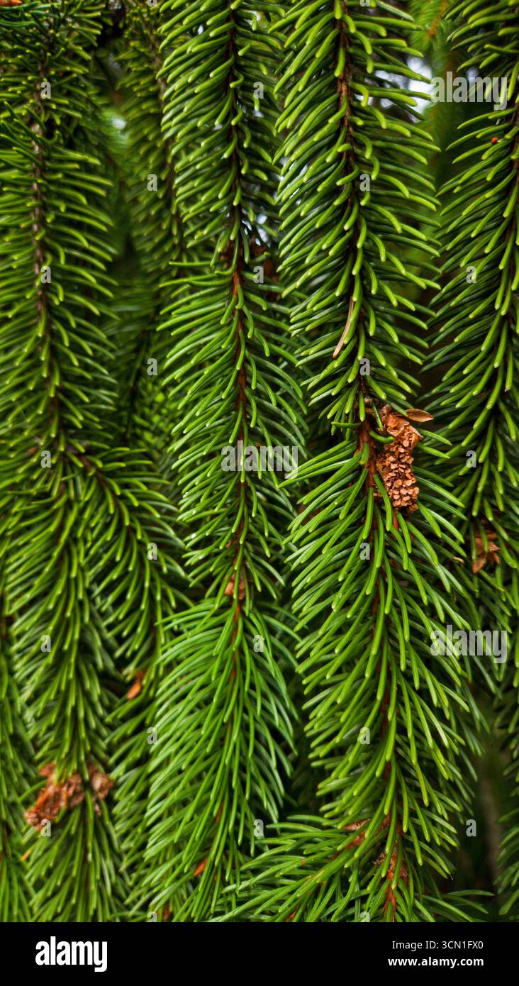 Christmas spruce tree branches close-up, natural green fir background - Smartphone Captured Stock Image