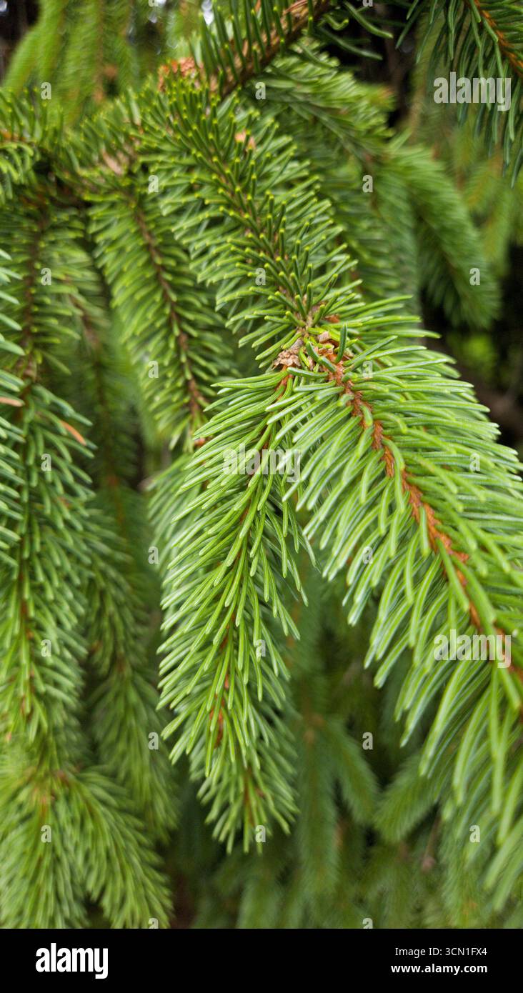 Christmas spruce tree branches close-up, natural green fir background - Smartphone Captured Stock Image
