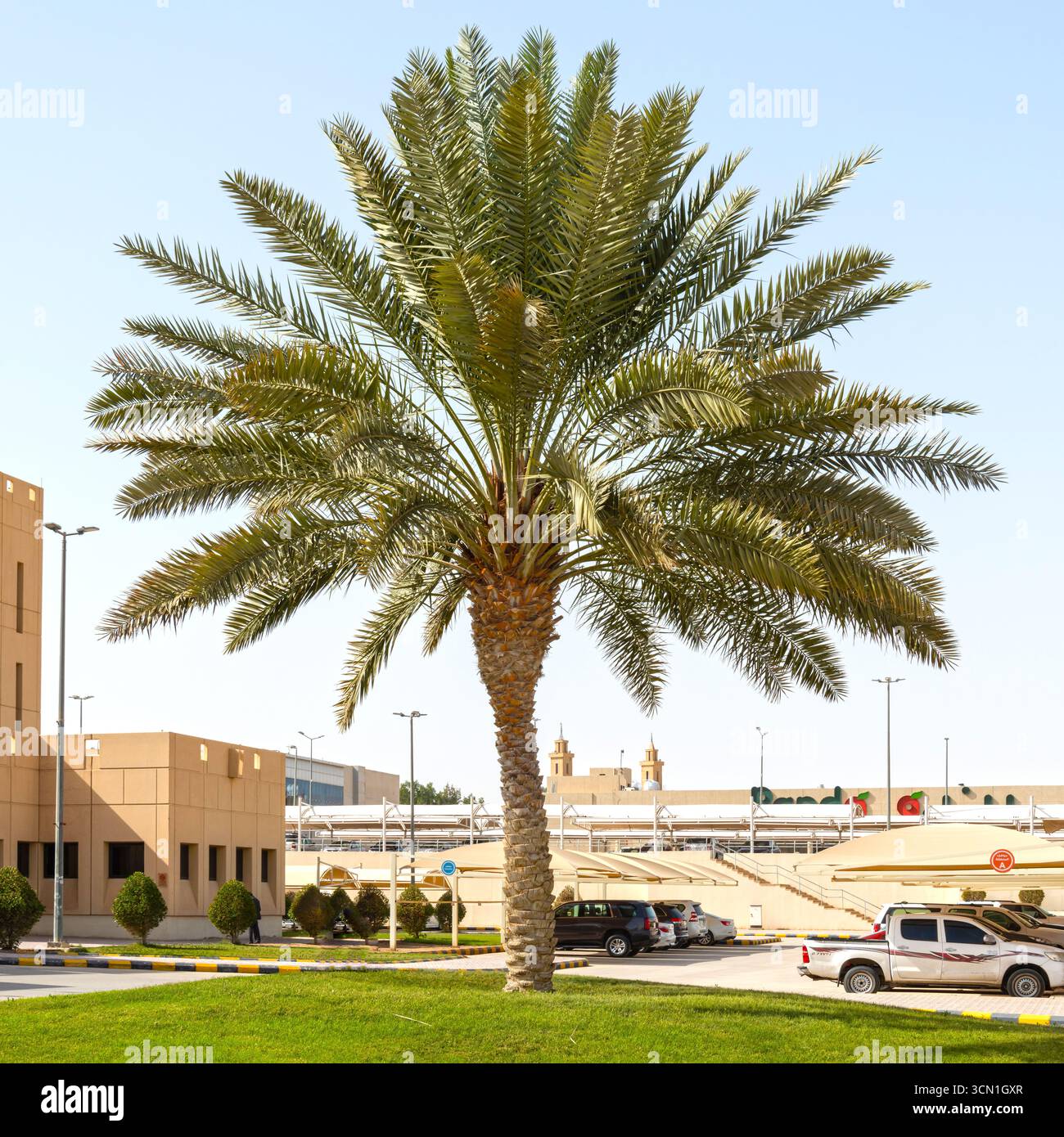 Palms trees in desert hi-res stock photography and images - Alamy