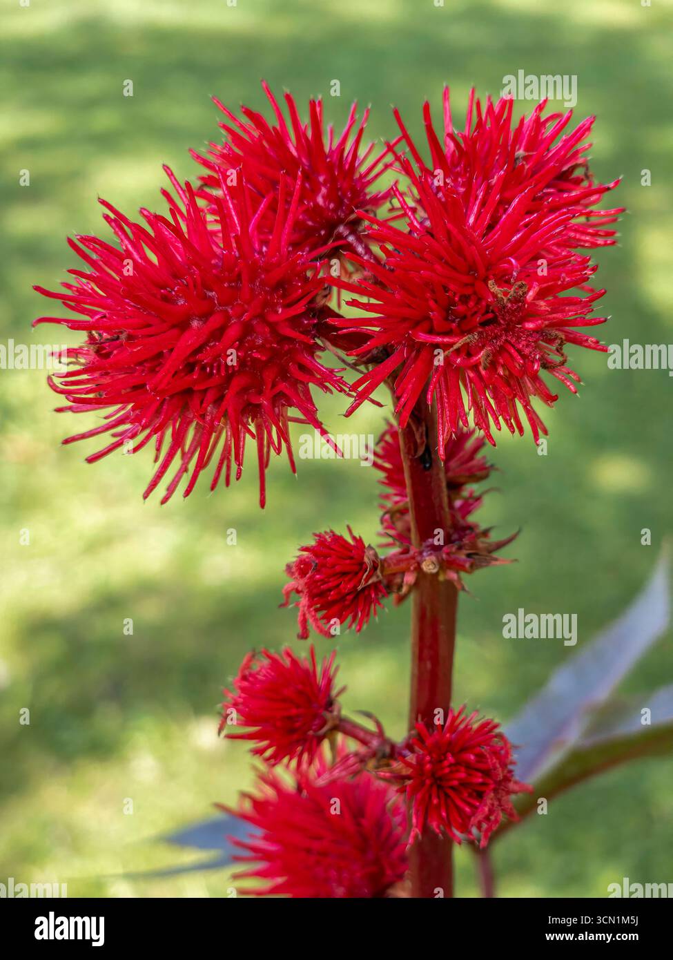 Rote Rizinus Blüte Ricinus communis Rote Rizinus Blüte Ricinus communis ...