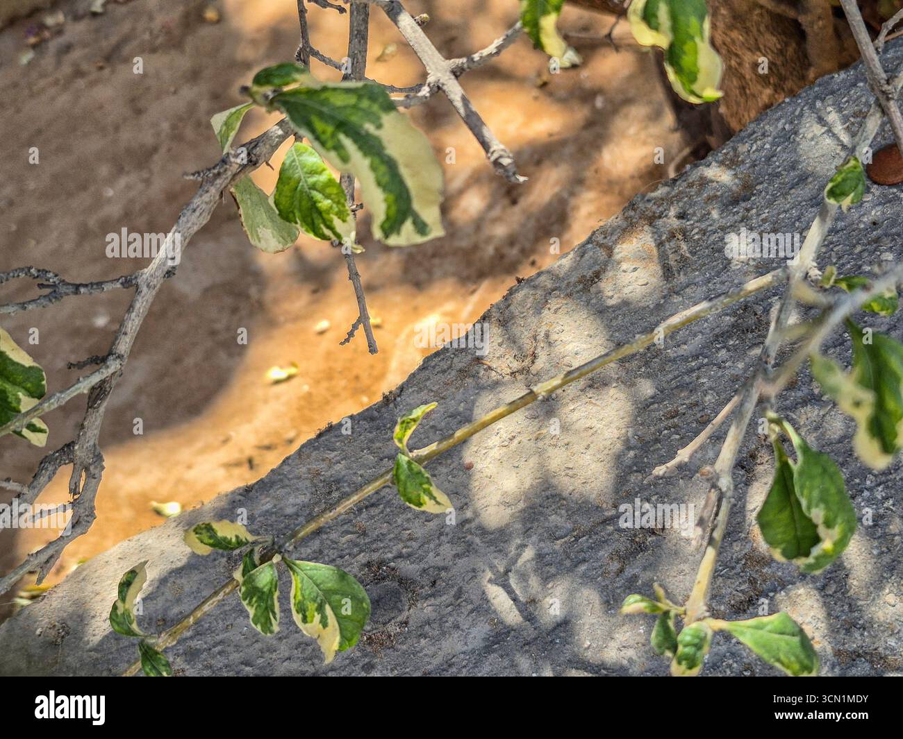 Green variegated leaves and branches casting shadow on stone surface. Stock Photo