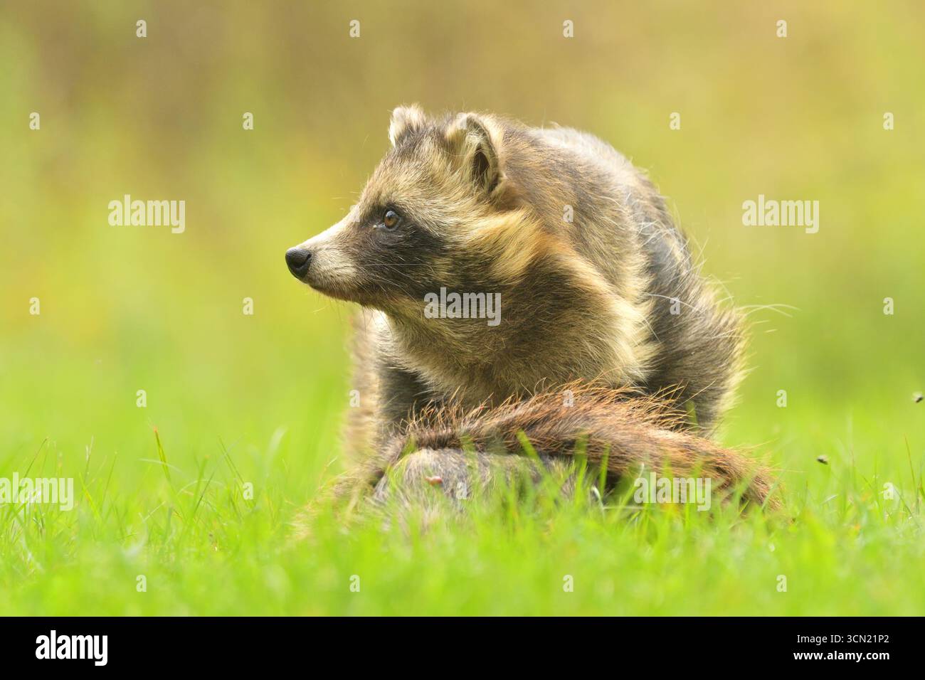 Raccoon dog common Nyctereutes procyonoides meadow Chinese Asian field ...