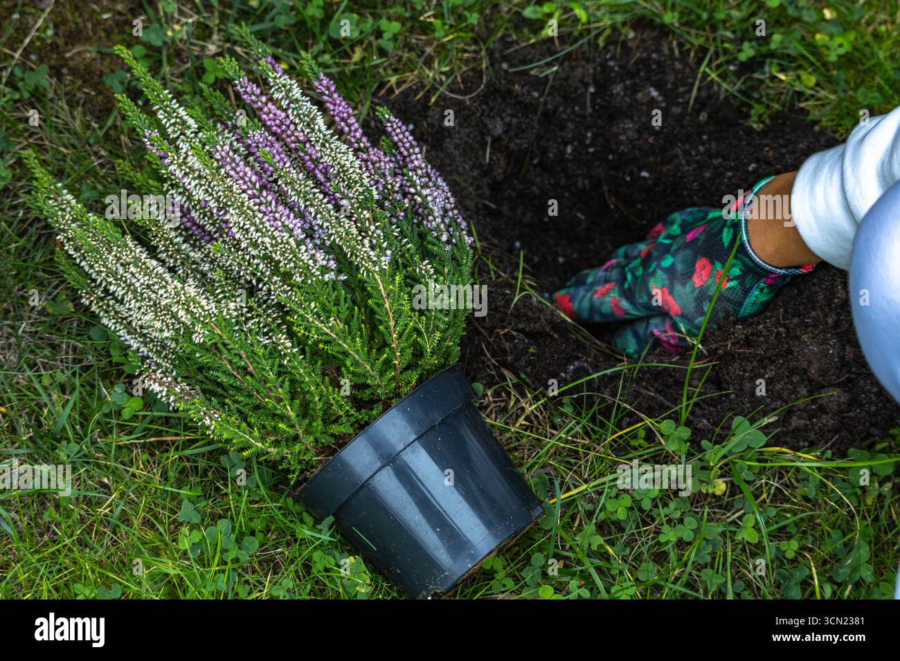 A woman in colorful gardening gloves plants colorful heather in the ground, a heather seedling in the garden Stock Photo