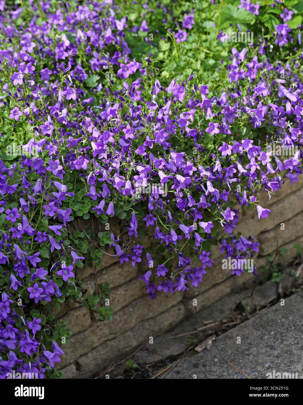 Adria bell flower hi-res stock photography and images - Alamy