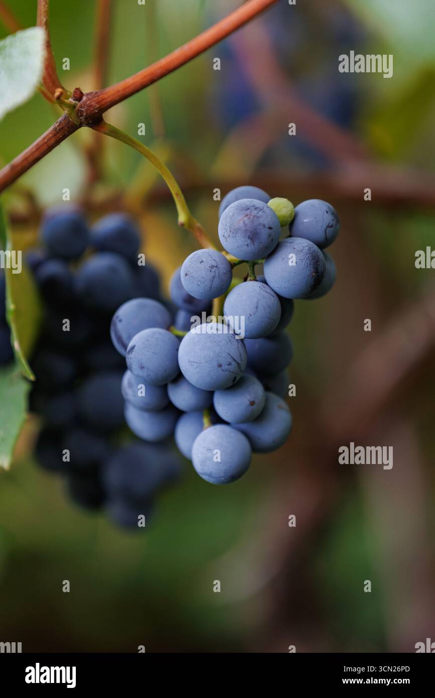 Vineyard plant with grape clusters in sunlight. Grapevine full of ripe ...