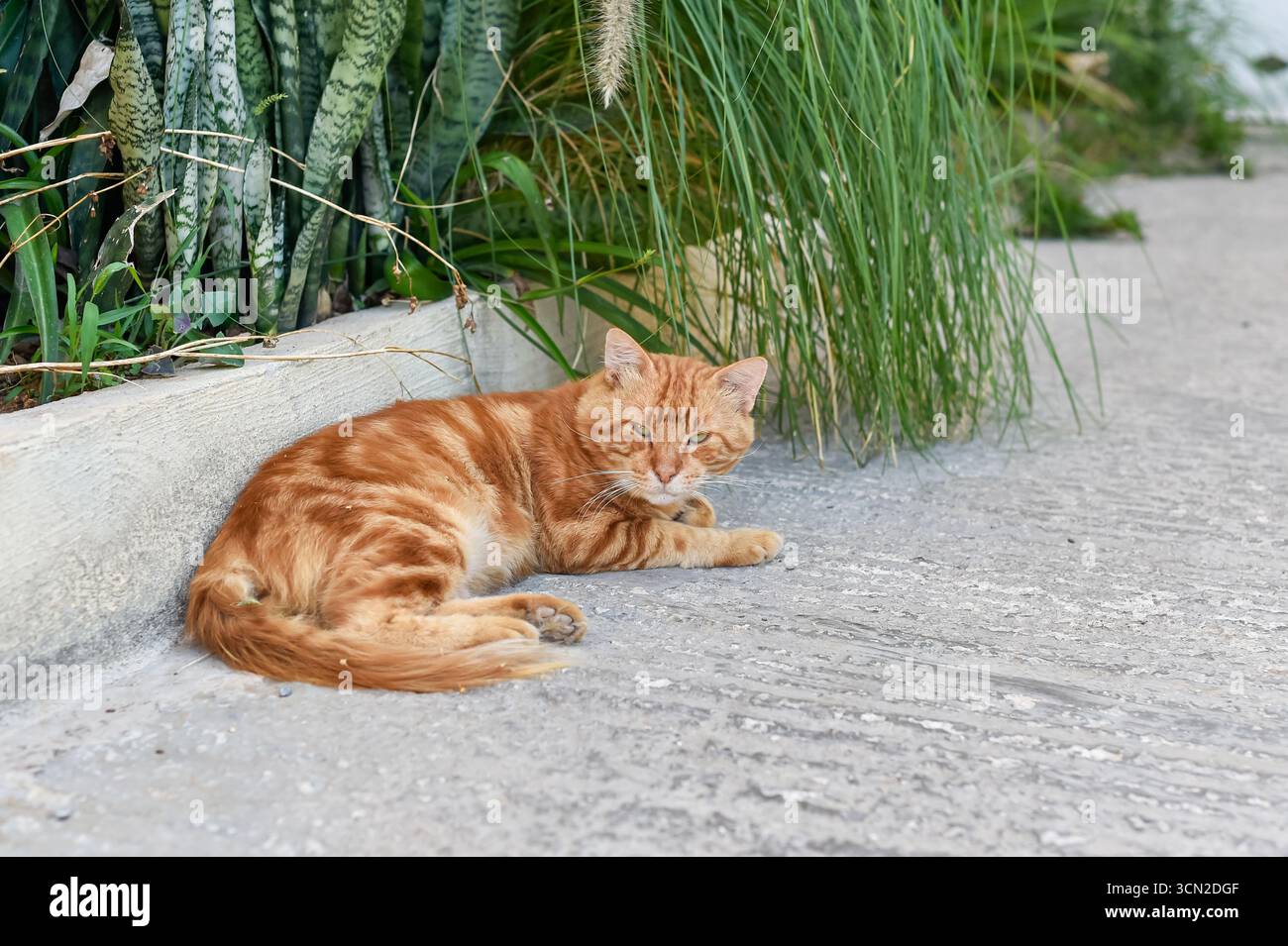 A vibrant ginger tabby cat rests gracefully on the pavement, with green foliage in the background. This image highlights the independent spirit of a street cat, a common and beloved sight in Malta. Stock Photo