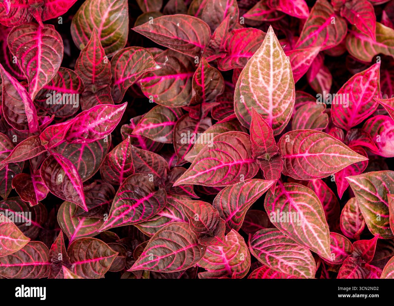 Bloodleaf in Madeira Botanical Garden or Jardim botanico da madeira, Funchal, Madeira, Portugal. Stock Photo