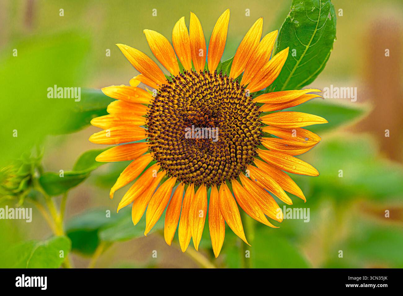 Sunflower Stock Photo