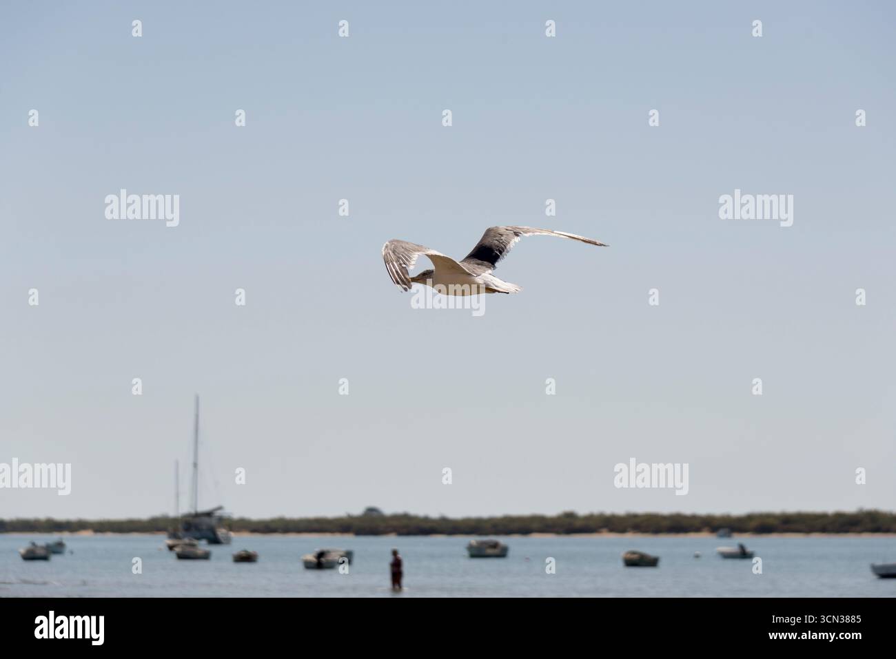 Gaviotas descansando sobre la arena y volando en la playa, escena costera natural que refleja libertad, mar, verano y vida salvaje. Stock Photo