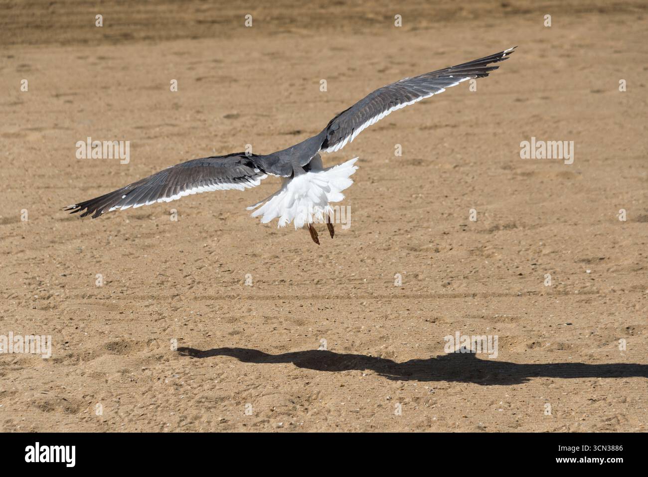 Seagulls resting on the sand and flying on the beach, a natural coastal scene that reflects freedom, the sea, summer, and wildlife. Stock Photo