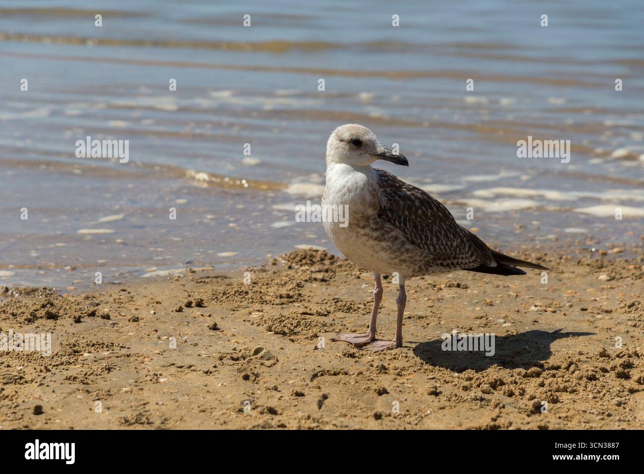 Gaviotas descansando sobre la arena y volando en la playa, escena costera natural que refleja libertad, mar, verano y vida salvaje. Stock Photo