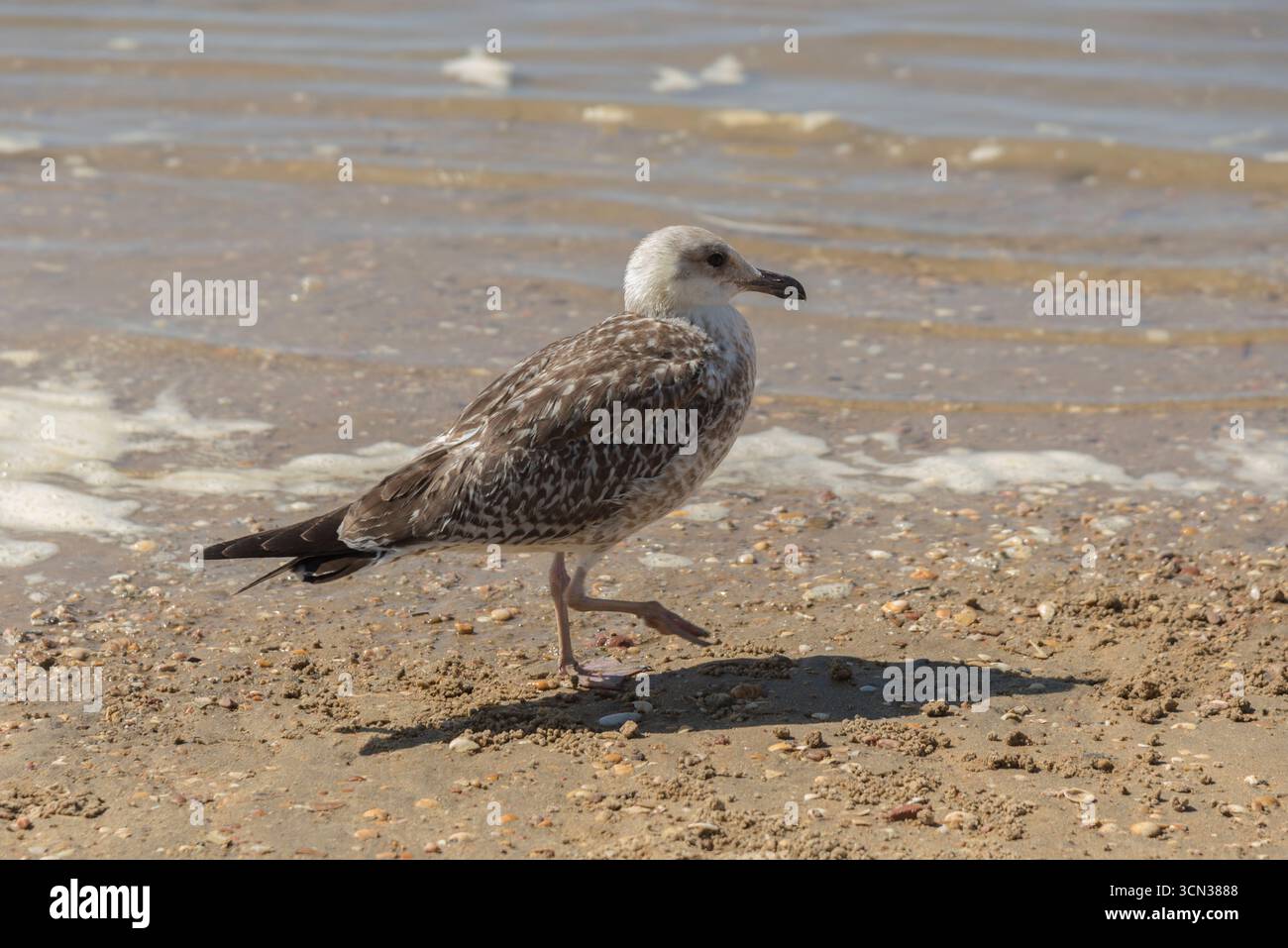 Gaviotas descansando sobre la arena y volando en la playa, escena costera natural que refleja libertad, mar, verano y vida salvaje. Stock Photo