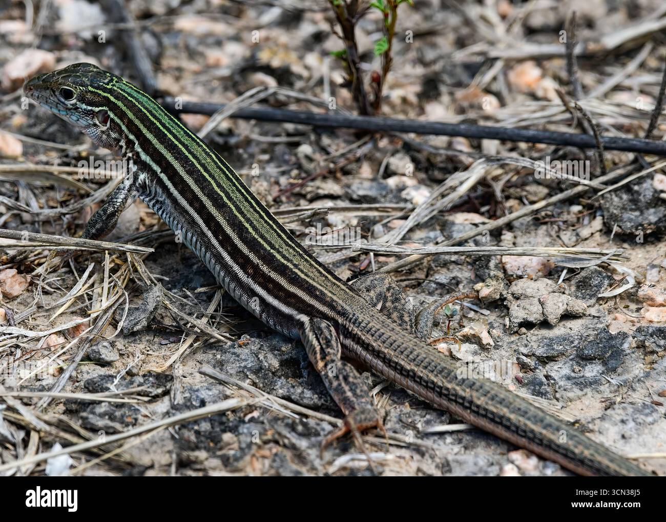 Whiptail Lizard, also known as a Six-lined Racerunner Stock Photo - Alamy