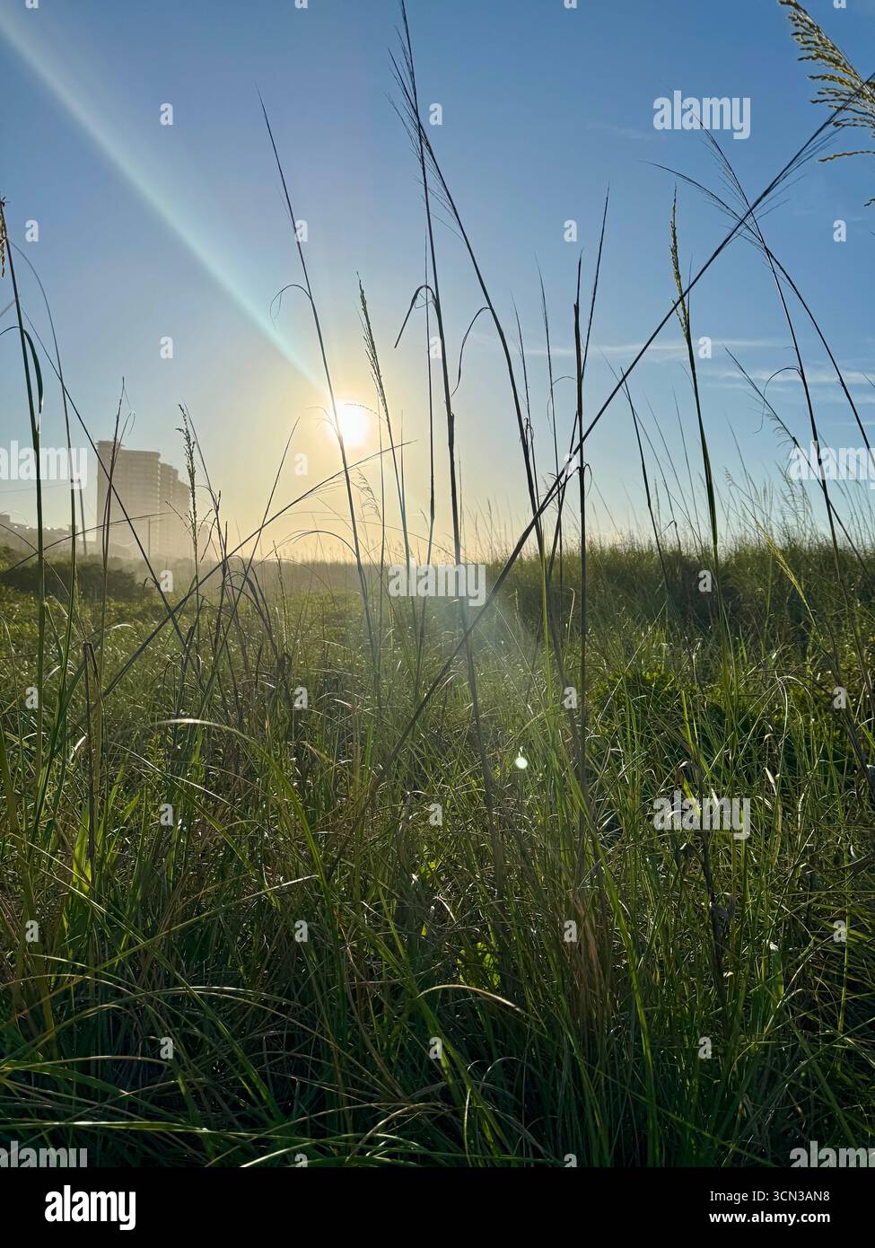 Sunlight shining through tall coastal grass - Smartphone Captured Stock Image