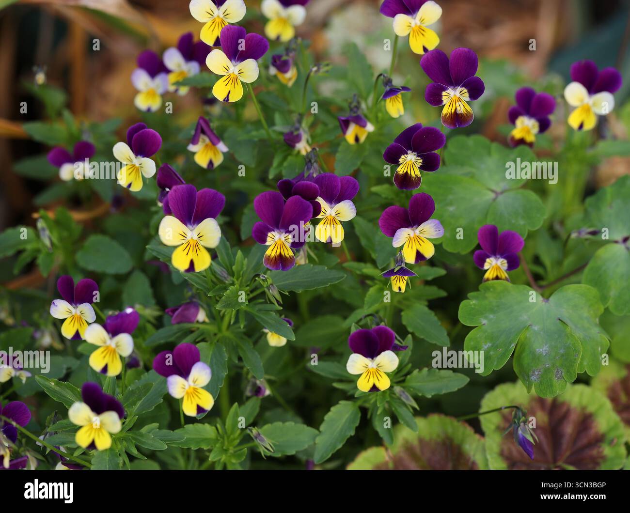 Wild Pansy, Heartsease or Viola 'Tricolor', Viola tricolor, Violaceae. UK. Viola tricolor is a common European wild flower. Stock Photo