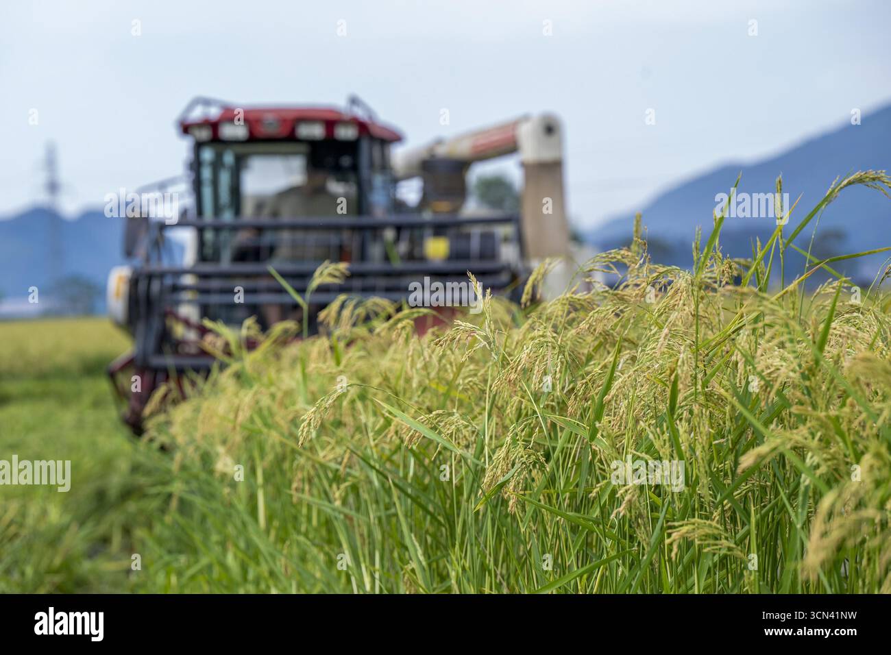 Aerial photo shows farmers harvesting rice in the field in Hezhou City ...