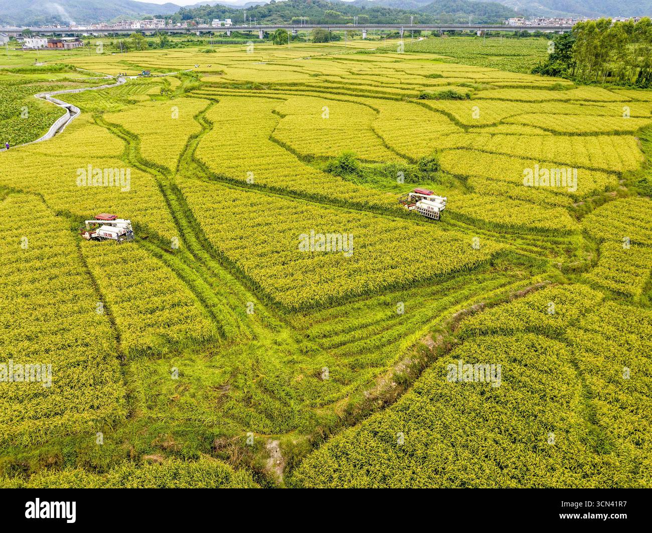 Aerial photo shows farmers harvesting rice in the field in Hezhou City ...