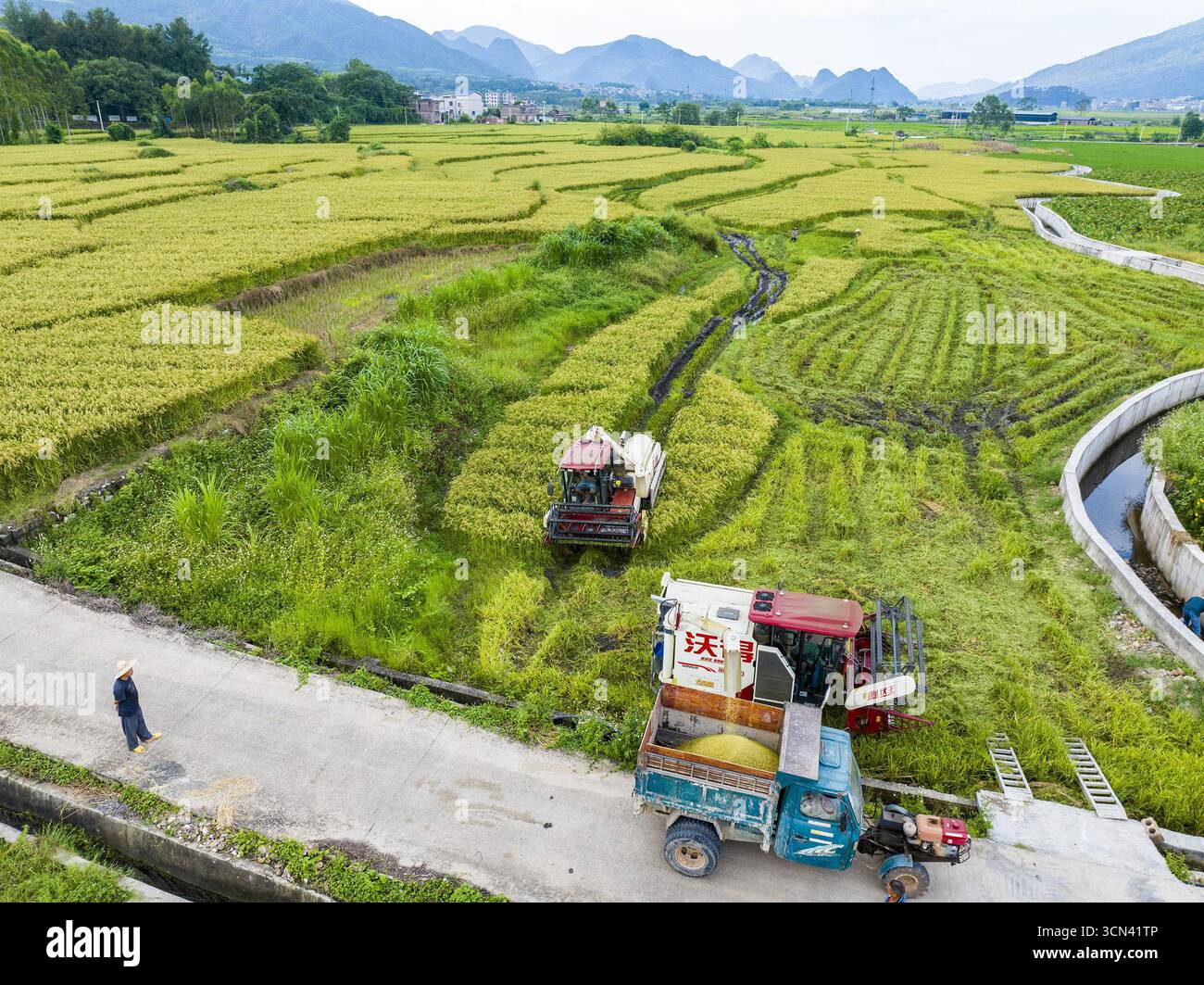 Aerial photo shows farmers harvesting rice in the field in Hezhou City ...