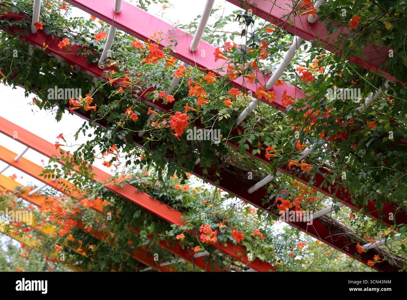 Chinese trumpet vine flowers bloom in Shanghai, China, 18 September ...