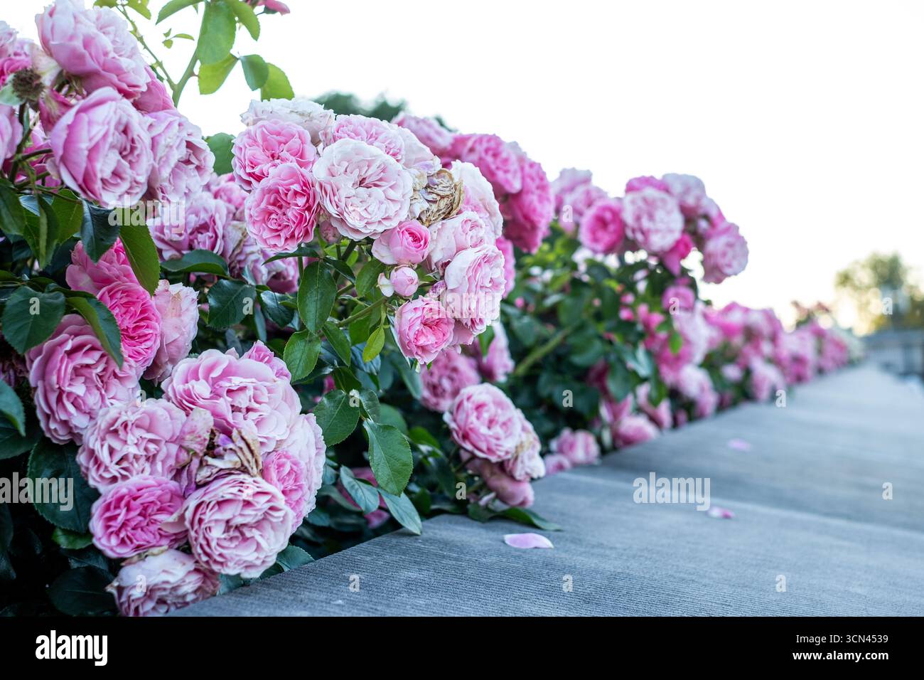 Lush pink roses are blooming beautifully over a stone wall, surrounded by vibrant green foliage, creating a tranquil outdoor atmosphere filled with na Stock Photo