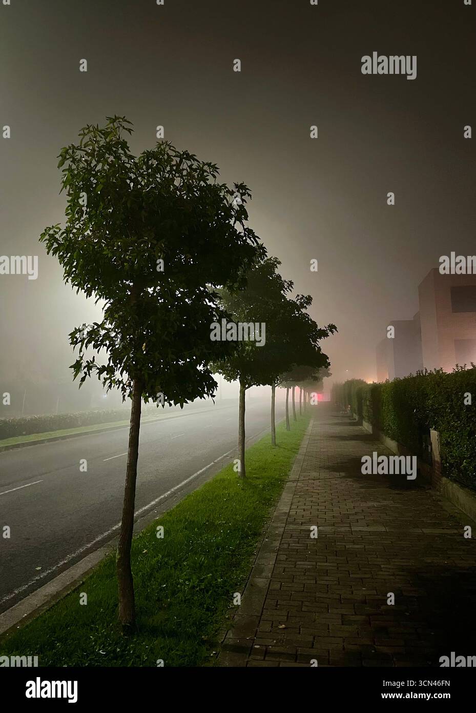 Early morning fog in darkness on a street bordered with trees with glowing street lights  lights Valdenoja Santander Cantabria Spain Europe - Smartphone Captured Stock Image