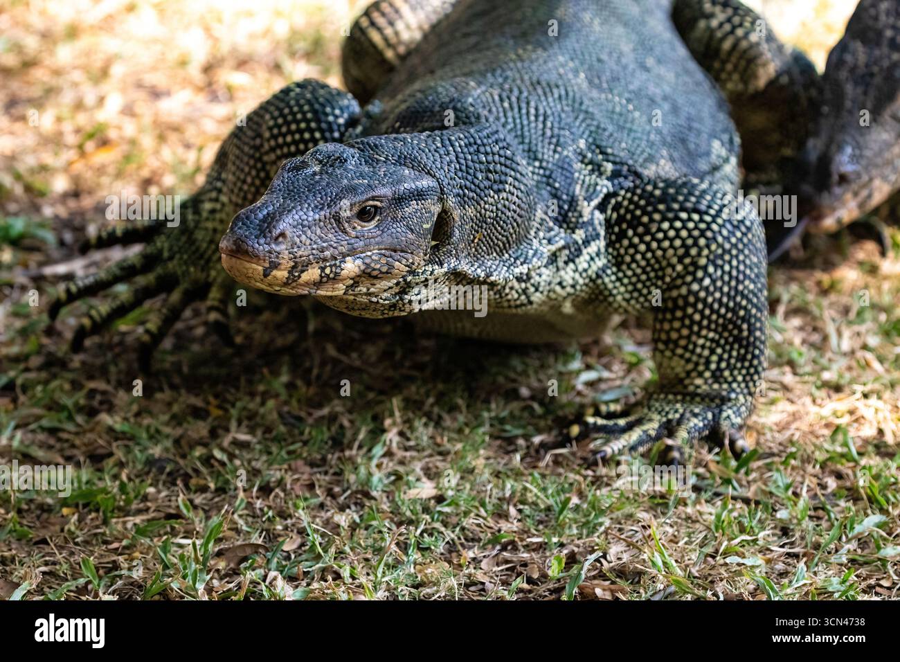 Asian Water Monitor lizard (Varanus salvator) on the grass in Lumphini ...