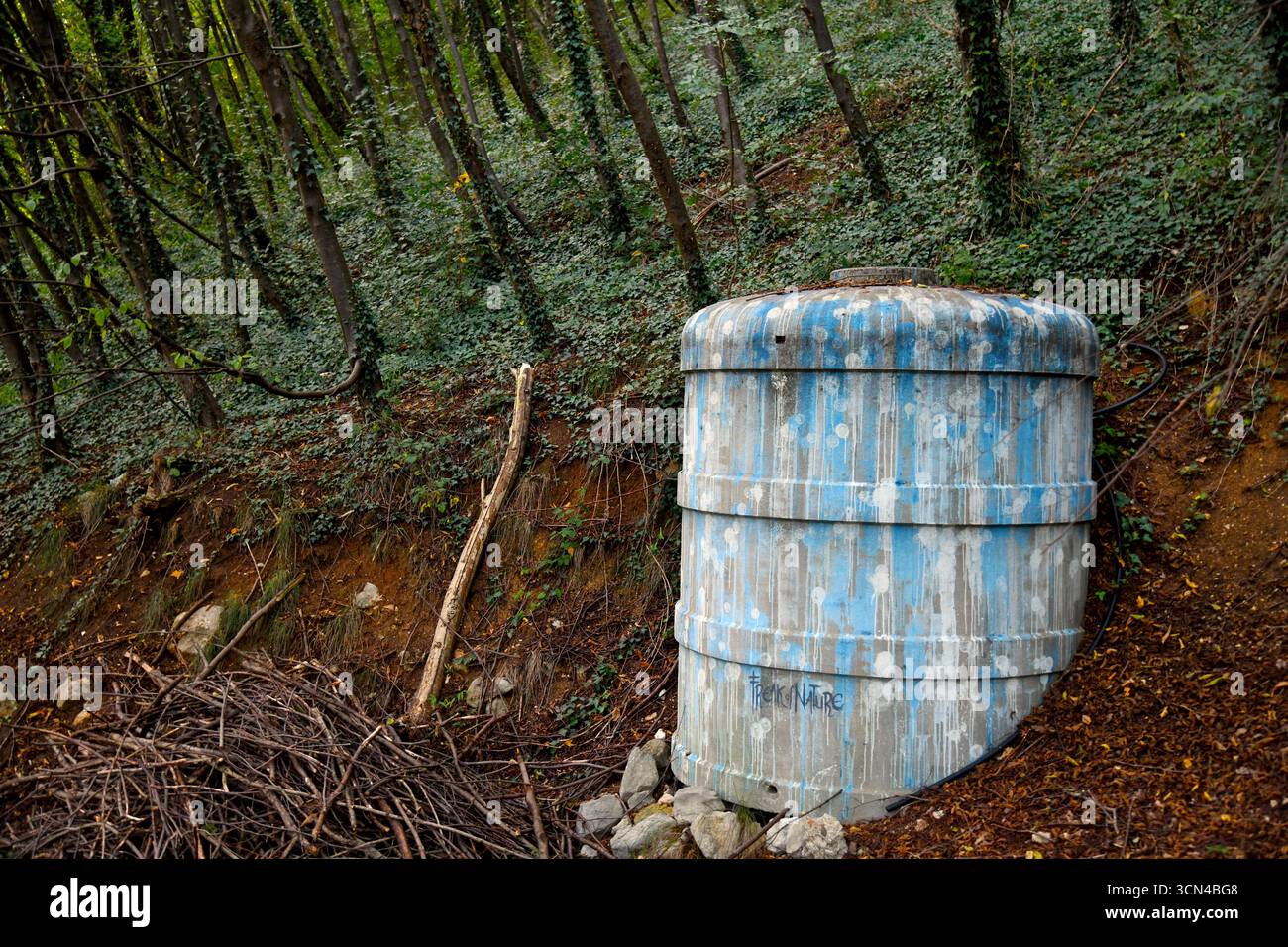 Weird things to be found in the forest Stock Photo