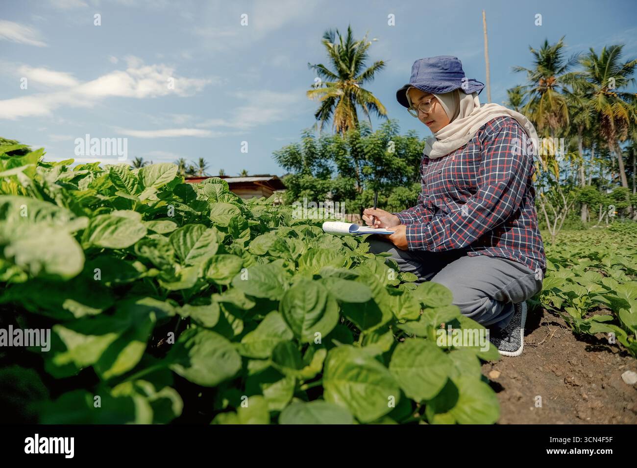 Inspecting Crops Agronomist Inspecting Crops in Organic Farm for Sustainable Agriculture ...