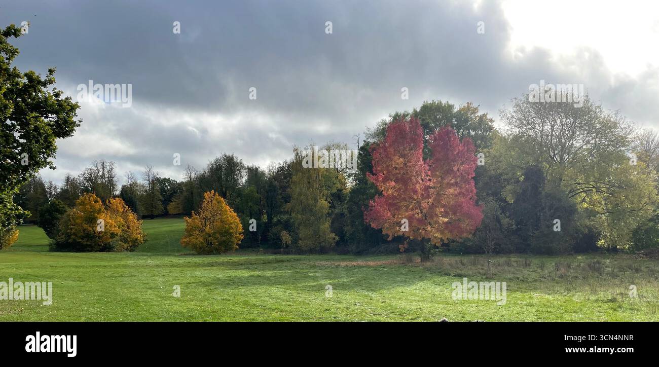 autumn trees in park with a beautiful orange and red ash tree with autumnal cloudy sky - Smartphone Captured Stock Image