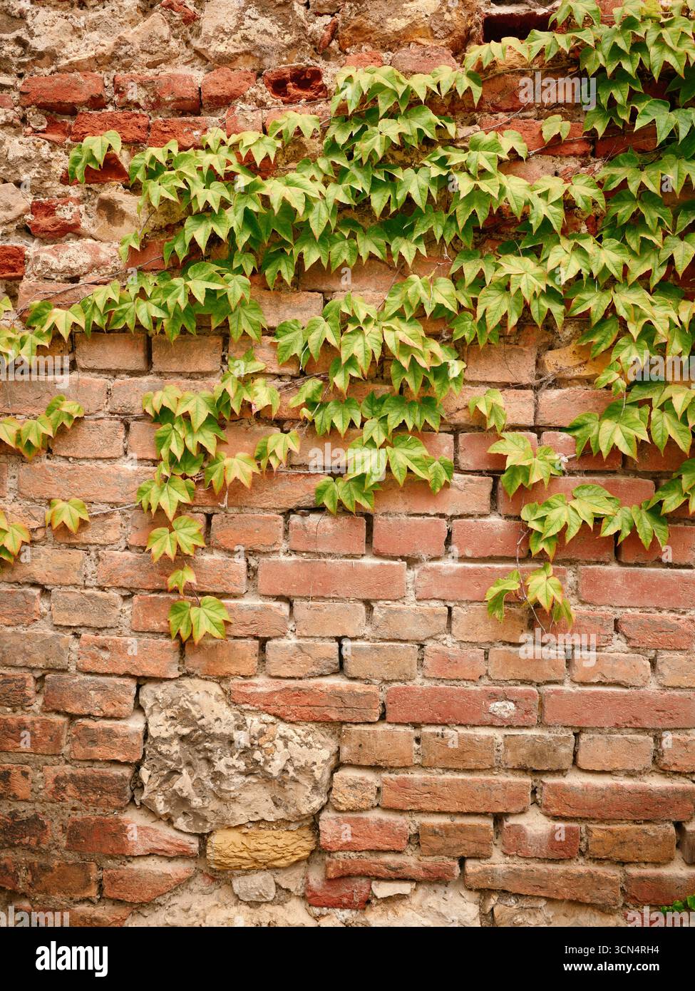 Green ivy climbing old brick wall in ingolstadt, germany Stock Photo