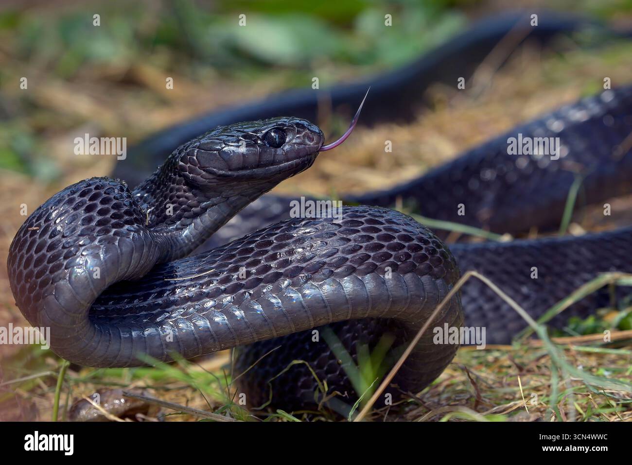 Big black boiga snake attack aggressively Stock Photo