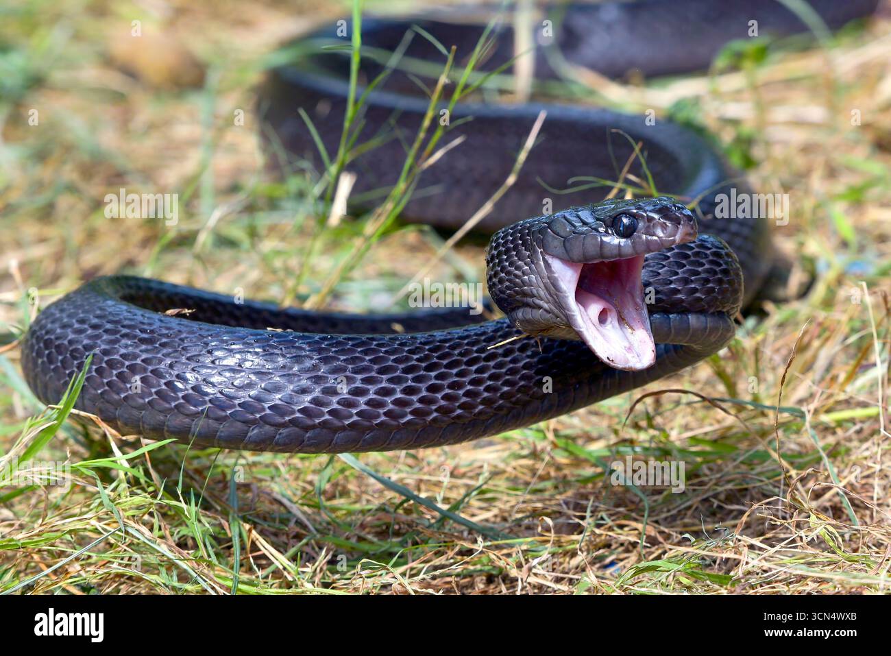 Big black boiga snake attack aggressively Stock Photo