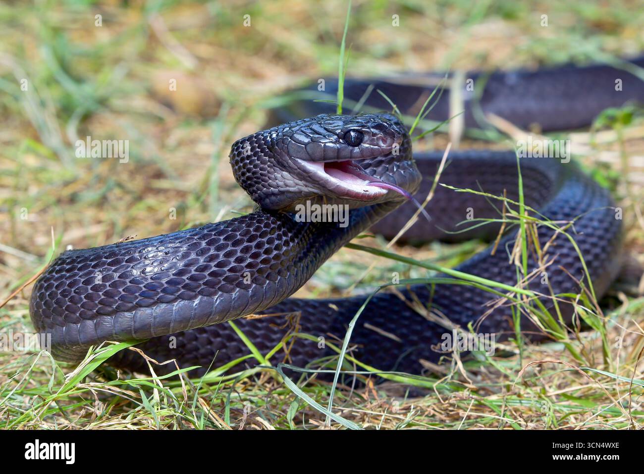 Big black boiga snake attack aggressively Stock Photo