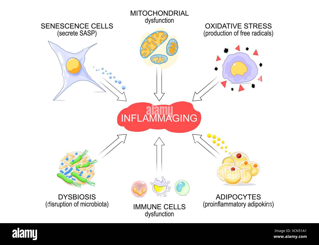 Chronic inflammatory cell Cut Out Stock Images & Pictures - Alamy