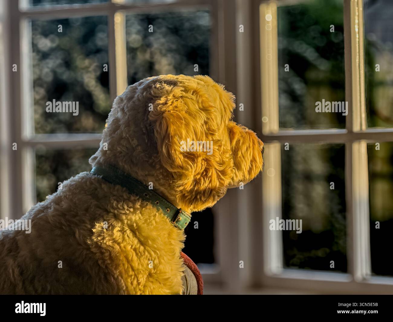 Dog waits for master to return Stock Photo