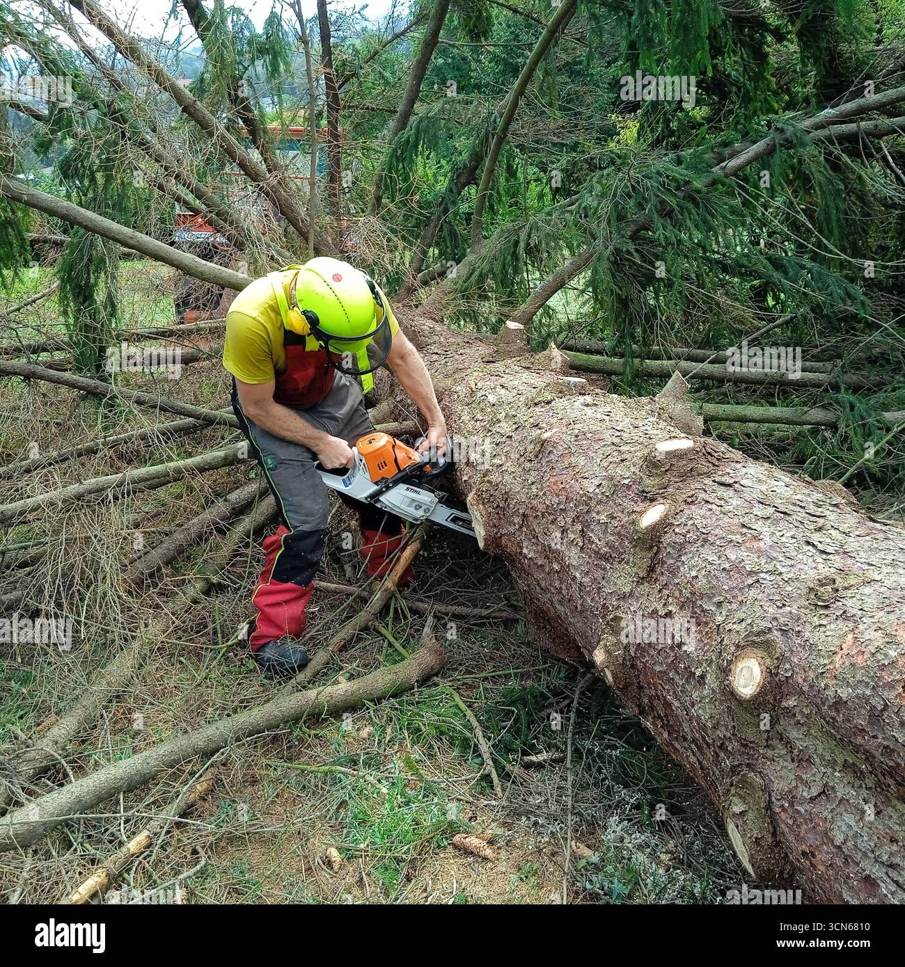 a lumberjack with a chainsaw cutting trees in the forest Lumberjack ...